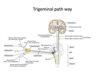 Trigeminal path way
 