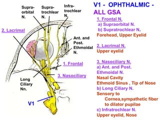 3. Nasociliary
1. Frontal N.
a) Supraorbital N.
b) Supratrochlear N.
Forehead, Upper Eyelid
2. Lacrimal N.
Upper eyelid
3. Nasociliary N.
a) Ant. and Post.
Ethmoidal N.
Nasal Cavity
Ethmoid Sinus , Tip of Nose
b) Long Ciliary N.
Sensory to
Cornea,sympathetic fiber
to dilator pupilae
c) Infratrochlear N.
Upper eyelid, Nose
V1 - OPHTHALMIC -
ALL GSA
1. Frontal
2. Lacrimal
V1
Supra-
trochlear
N.
Infra-
trochlear
N.
Supra-
orbital
N.
Long
Ciliary
Nn.
Ant. and
Post.
Ethmoidal
N.
 