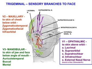 TRIGEMINAL – SENSORY BRANCHES TO FACE
V1 – OPHTHALMIC -
to skin above orbit -
a. Lacrimal
b. Supraorbital
c. Supratrochlear
d. Infratrochlear
e. External Nasal Nerve
(branch of Ant. Ethmoidal N.)
V2 – MAXILLARY -
to skin of cheek
below orbit -
Zygomaticotemporal
Zygomaticofacial
Infraorbital
V3- MANDIBULAR -
to skin of jaw and face
below angle of mouth -
Auriculotemporal
Buccal
Mental
LACRIMAL
N.
SUPRAORBITAL N.
SUPRATROCHLEAR N.
INFRATROCHLEAR N.
EXTERNAL
NASAL N.
 