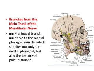 • Branches from the
Main Trunk of the
Mandibular Nerve
• ■■ Meningeal branch
■■ Nerve to the medial
pterygoid muscle, which
supplies not only the
medial pterygoid, but
also the tensor veli
palatini muscle.
 