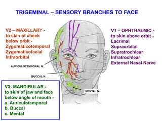 TRIGEMINAL – SENSORY BRANCHES TO FACE
V1 – OPHTHALMIC -
to skin above orbit -
Lacrimal
Supraorbital
Supratrochlear
Infratrochlear
External Nasal Nerve
V2 – MAXILLARY -
to skin of cheek
below orbit -
Zygomaticotemporal
Zygomaticofacial
Infraorbital
V3- MANDIBULAR -
to skin of jaw and face
below angle of mouth -
a. Auriculotemporal
b. Buccal
c. Mental
AURICULOTEMPORAL N.
BUCCAL N.
MENTAL N.
 
