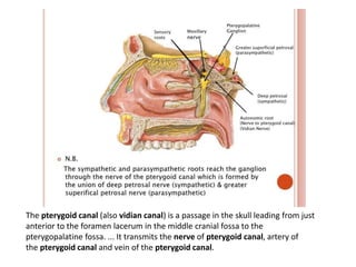 The pterygoid canal (also vidian canal) is a passage in the skull leading from just
anterior to the foramen lacerum in the middle cranial fossa to the
pterygopalatine fossa. ... It transmits the nerve of pterygoid canal, artery of
the pterygoid canal and vein of the pterygoid canal.
 