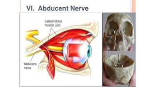 Cn5 Pair_of _Cranial_nerve_ (from_ CN5_ TO_ CN8) | PDF
