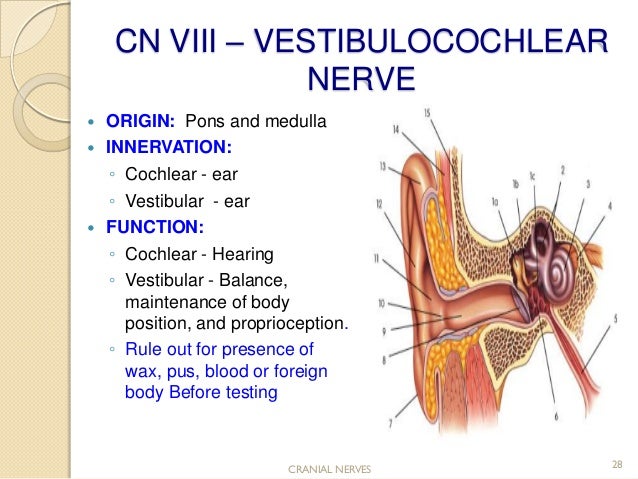 Cranial nerve assessment..Simple and Easy to perform for medics and P…