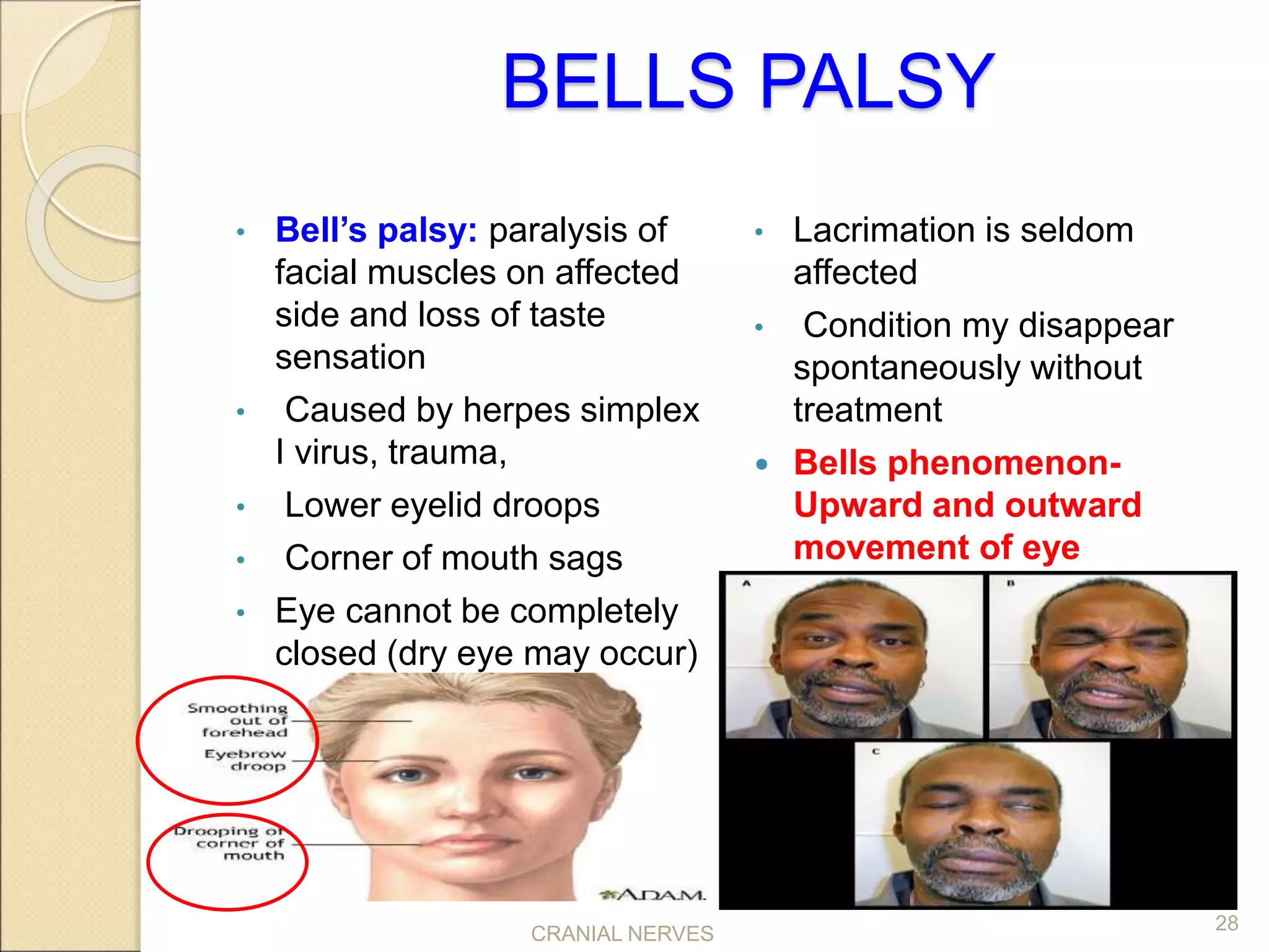 CRANIAL NERVE ASSESSMENT final.ppt
