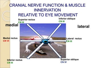 CRANIAL NERVE ASSESSMENT final.ppt