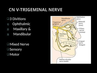 cranial nerve exam.pptx cranial nerve exam. | PPTX