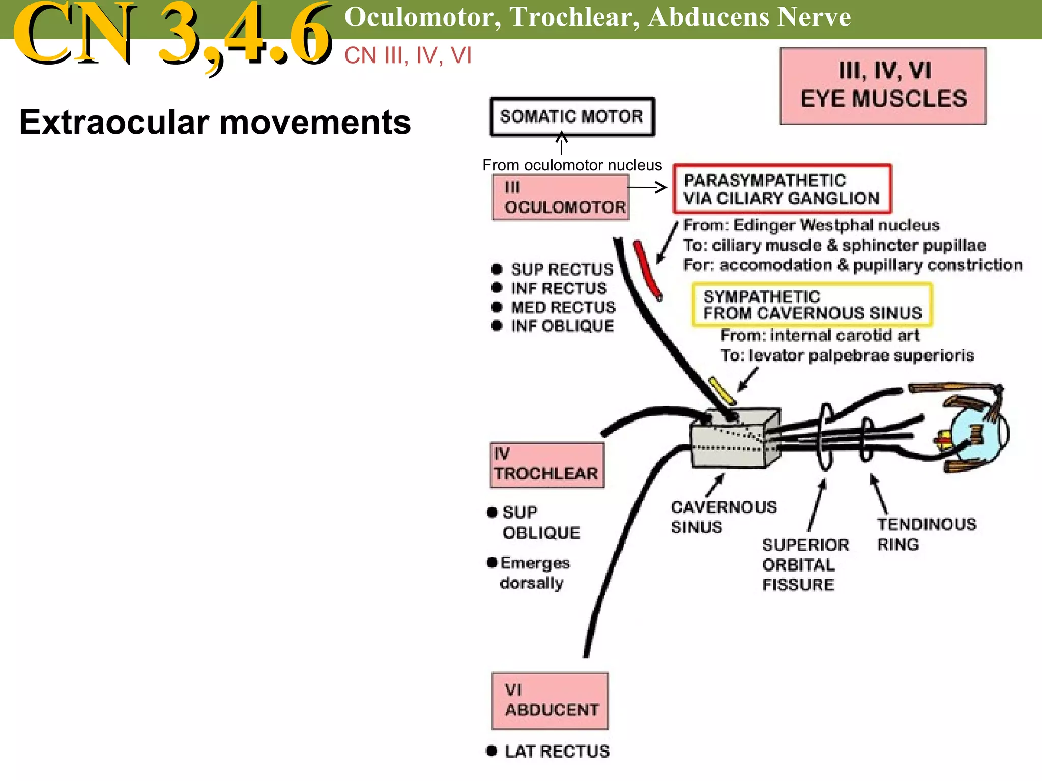 Cranial nerve examination | PPT