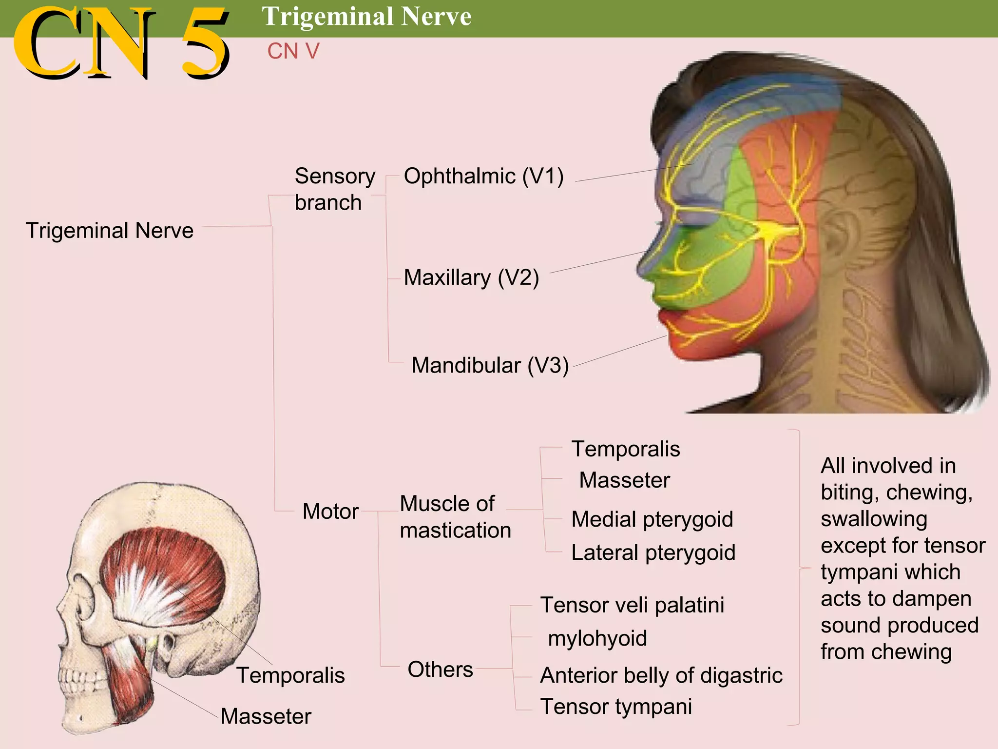 Cranial nerve examination | PPT