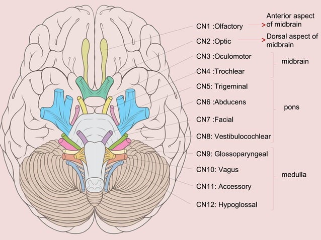 Cranial nerve examination | PPT | Eye and Vision Conditions | Diseases ...