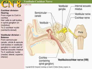 Cranial nerve examination | PPT