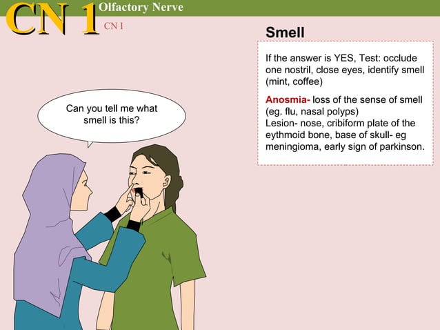 Cranial nerve examination | PPT | Eye and Vision Conditions | Diseases ...