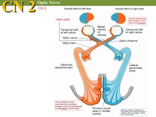 Cranial nerve examination | PPT