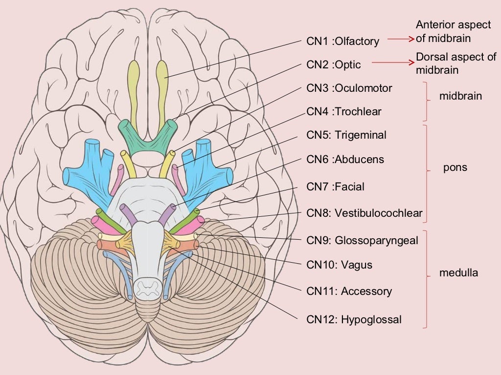 Cranial nerve examination