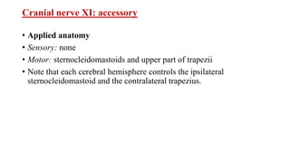 Cranial nerve XI: accessory
• Applied anatomy
• Sensory: none
• Motor: sternocleidomastoids and upper part of trapezii
• Note that each cerebral hemisphere controls the ipsilateral
sternocleidomastoid and the contralateral trapezius.
 