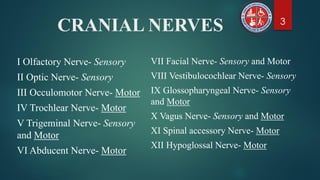 Cranial Nerve Examination | PDF