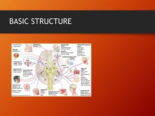 BASIC STRUCTURE
 