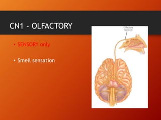 CN1 - OLFACTORY
• SENSORY only
• Smell sensation
 
