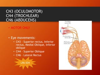 CN3 (OCULOMOTOR)
CN4 (TROCHLEAR)
CN6 (ABDUCENS)
• MOTOR ONLY
• Eye movements:
• CN3 – Superior rectus, Inferior
rectus, Medial Oblique, Inferior
oblique
• CN4 – Superior Oblique
• CN6 – Lateral Rectus
LR6 SO4
 