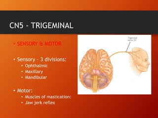 CN5 - TRIGEMINAL
• SENSORY & MOTOR
• Sensory – 3 divisions:
• Ophthalmic
• Maxillary
• Mandibular
• Motor:
• Muscles of mastication:
• Jaw jerk reflex
 