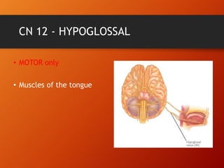 CN 12 - HYPOGLOSSAL
• MOTOR only
• Muscles of the tongue
 