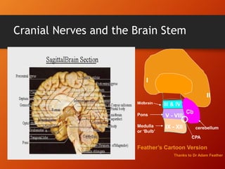 Cranial Nerves and the Brain Stem
I
II
III & IV
V - VIII
IX - XII
Cb
Feather’s Cartoon Version
Thanks to Dr Adam Feather
Midbrain
Pons
Medulla
or ‘Bulb’
cerebellum
CPA
 