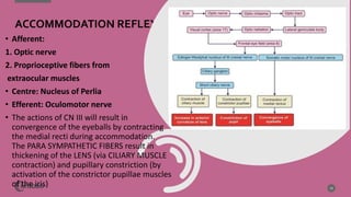 • Afferent:
1. Optic nerve
2. Proprioceptive fibers from
extraocular muscles
• Centre: Nucleus of Perlia
• Efferent: Oculomotor nerve
• The actions of CN III will result in
convergence of the eyeballs by contracting
the medial recti during accommodation.
The PARA SYMPATHETIC FIBERS result in
thickening of the LENS (via CILIARY MUSCLE
contraction) and pupillary constriction (by
activation of the constrictor pupillae muscles
of the iris) 13
ACCOMMODATION REFLEX
 