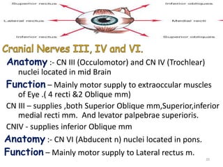 Anatomy :- CN III (Occulomotor) and CN IV (Trochlear)
nuclei located in mid Brain
Function – Mainly motor supply to extraoccular muscles
of Eye .( 4 recti &2 Oblique mm)
CN III – supplies ,both Superior Oblique mm,Superior,inferior
medial recti mm. And levator palpebrae superioris.
CNIV - supplies inferior Oblique mm
Anatomy :- CN VI (Abducent n) nuclei located in pons.
Function – Mainly motor supply to Lateral rectus m.
20
 