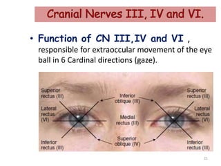 • Function of CN III,IV and VI ,
responsible for extraoccular movement of the eye
ball in 6 Cardinal directions (gaze).
21
 