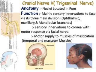 Anatomy :- Nuclei Located in Pons
Function :- Mainly sensory innervations to face
via its three main division (Ophthalmic,
maxillary,& Mandibular branches)
:- sensory innervations to cornea with
motor response via facial nerve.
:- Motor supply to muscles of mastication
(temporal and masseter Muscles)
27
 