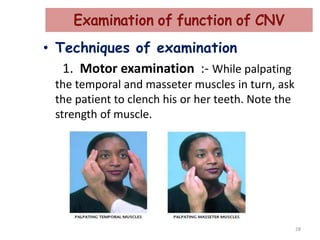 • Techniques of examination
1. Motor examination :- While palpating
the temporal and masseter muscles in turn, ask
the patient to clench his or her teeth. Note the
strength of muscle.
28
 