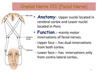 • Anatomy:- Upper nuclei located in
cerebral cortex and Lower nuclei
located in Pons
• Function :- mainly motor
innervations of facial nerves.
- Upper face :- has dual innervations
from both cortex.
- Lower face:-- has innervations only
from contra lateral cortex..
31
 