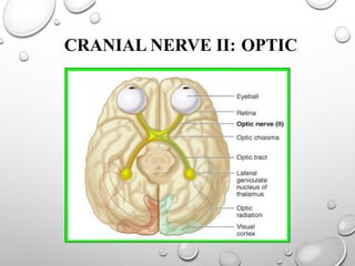 CRANIAL NERVE II: OPTIC
 