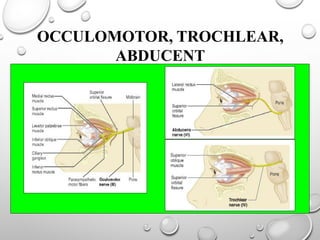 OCCULOMOTOR, TROCHLEAR,
ABDUCENT
 
