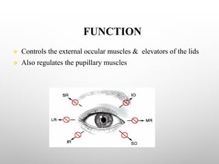 FUNCTION
v Controls the external occular muscles & elevators of the lids
v Also regulates the pupillary muscles
 