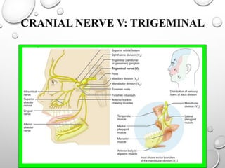 CRANIAL NERVE V: TRIGEMINAL
 