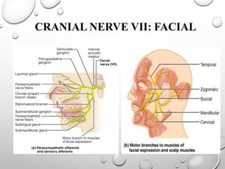 CRANIAL NERVE VII: FACIAL
 