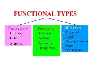 FUNCTIONAL TYPES
Pure sensory
Ø Olfactory
Ø Optic
Ø Auditory
Pure motor
Ø Trochlear
Ø Abducent
Ø Accessory
Ø Hypoglosseal
Mixed nerves
Ø Trigeminal
Ø Facial
Ø Glossopharyngeal
Ø Vagus
Ø Occulomotor
 