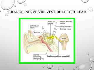CRANIAL NERVE VIII: VESTIBULOCOCHLEAR
 