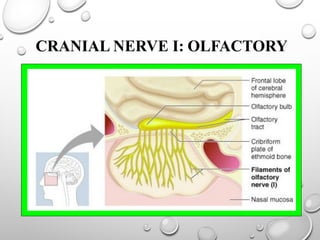 CRANIAL NERVE I: OLFACTORY
 
