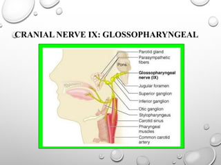 CRANIAL NERVE IX: GLOSSOPHARYNGEAL
 