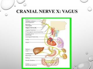 CRANIAL NERVE X: VAGUS
 