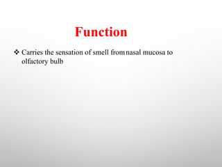 Function
v Carries the sensation of smell fromnasal mucosa to
olfactory bulb
 