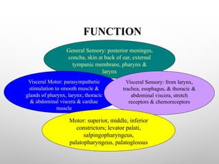 FUNCTION
General Sensory: posterior meninges,
concha, skin at back of ear, external
tympanic membrane, pharynx &
larynx
Visceral Motor: parasympathetic
stimulation to smooth muscle &
glands of pharynx, larynx; thoracic
& abdominal viscera & cardiac
muscle
Visceral Sensory: from larynx,
trachea, esophagus, & thoracic &
abdominal viscera, stretch
receptors & chemoreceptors
Motor: superior, middle, inferior
constrictors; levator palati,
salpingopharyngeus,
palatopharyngeus, palatoglossus
 