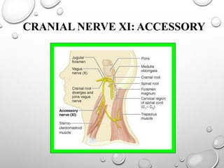 CRANIAL NERVE XI: ACCESSORY
 