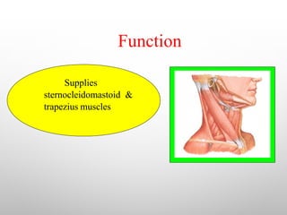 Function
Supplies
sternocleidomastoid &
trapezius muscles
 