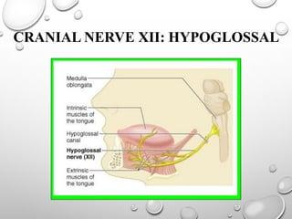 CRANIAL NERVE XII: HYPOGLOSSAL
 
