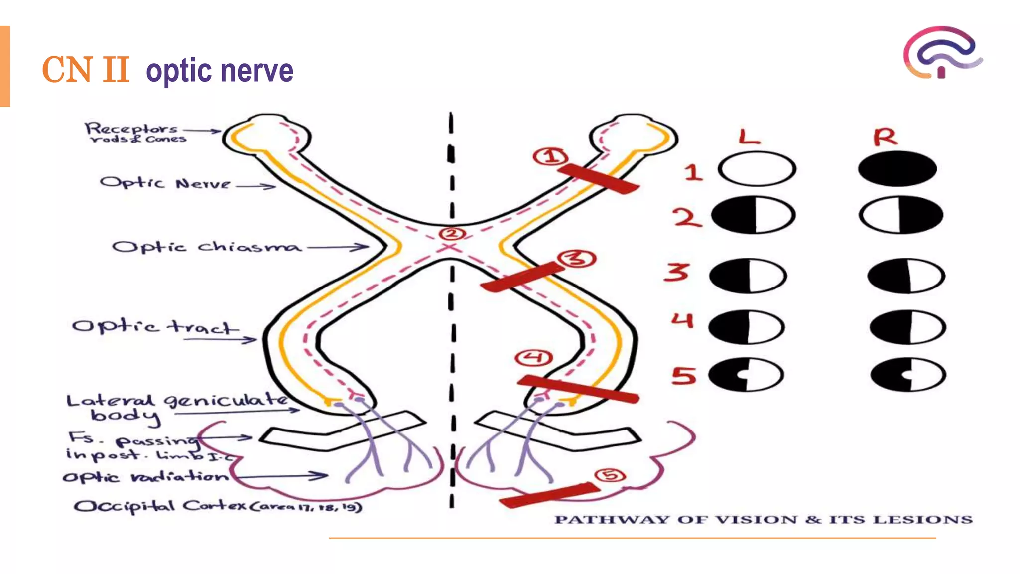 cranial nerve examination & theoritical | PPTX