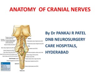 ANATOMY OF CRANIAL NERVES
By Dr PANKAJ R PATEL
DNB NEUROSURGERY
CARE HOSPITALS,
HYDERABAD
 