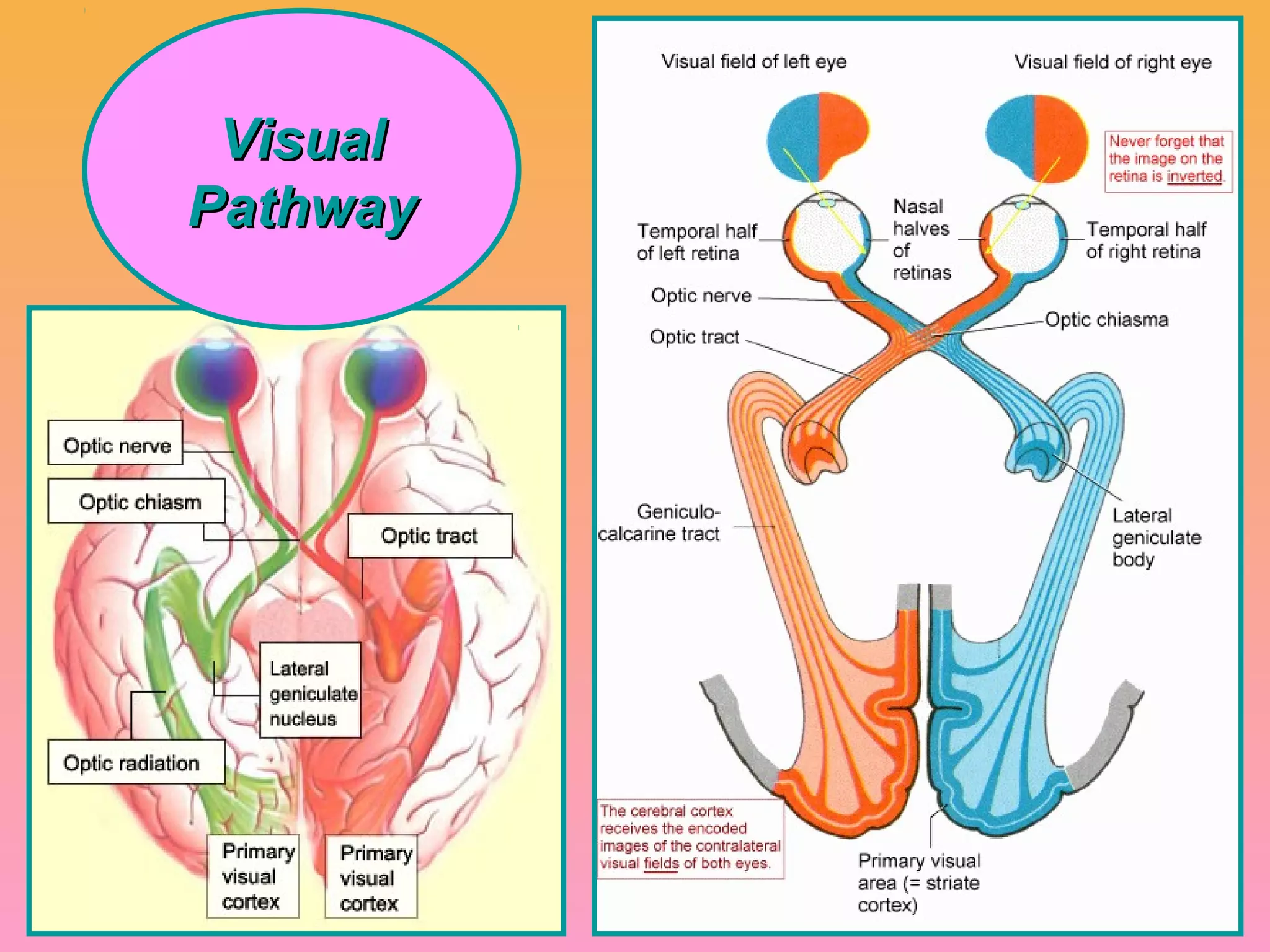 VisualVisual
PathwayPathway
 